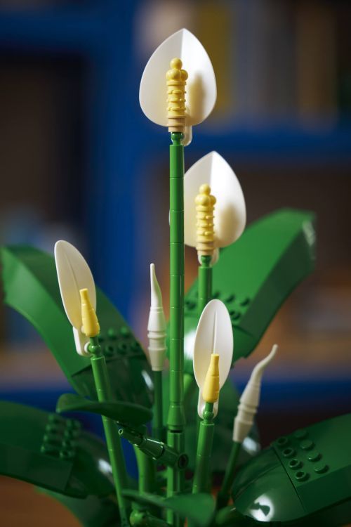Set 11504